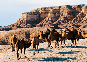 Stay with a Nomadic Family